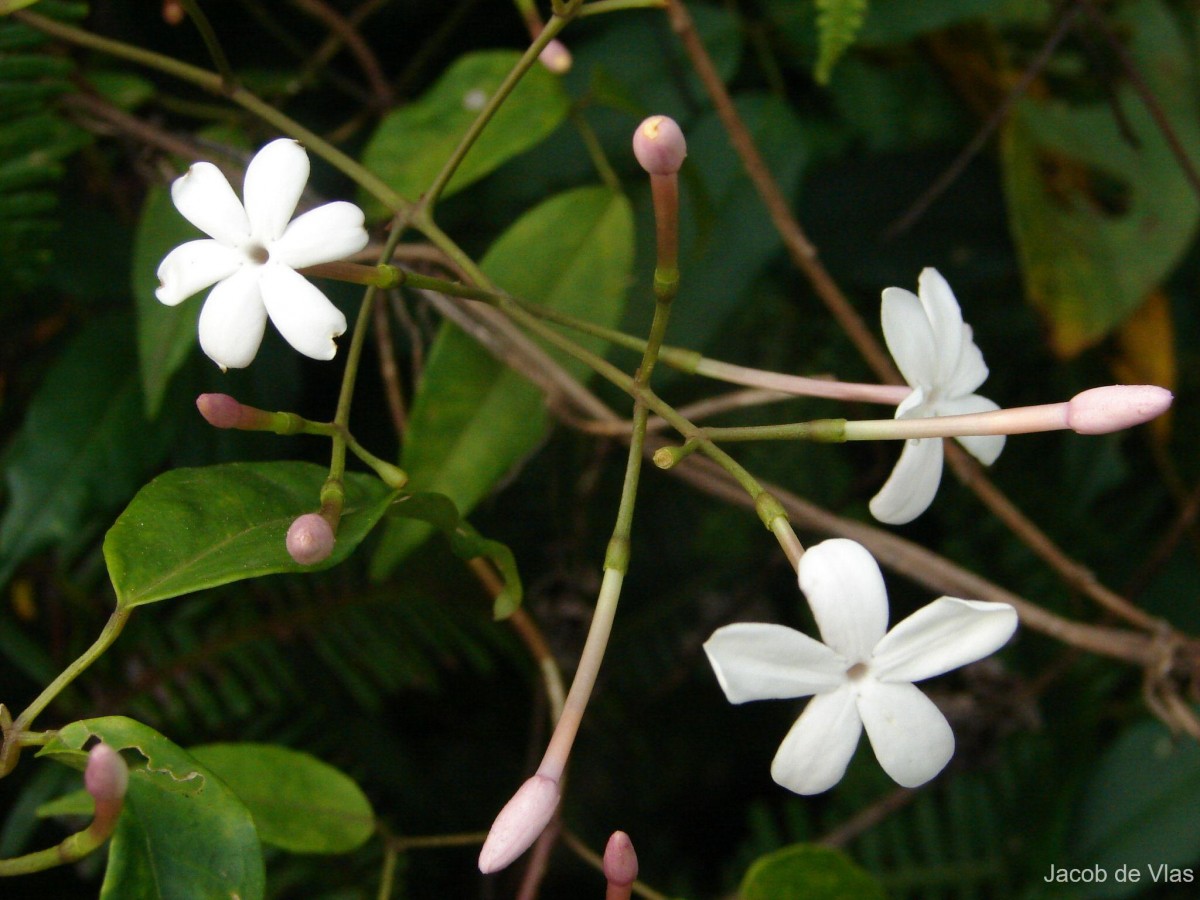 Jasminum polyanthum Franch.